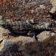 Lizard on the way to Cerro Chirripó